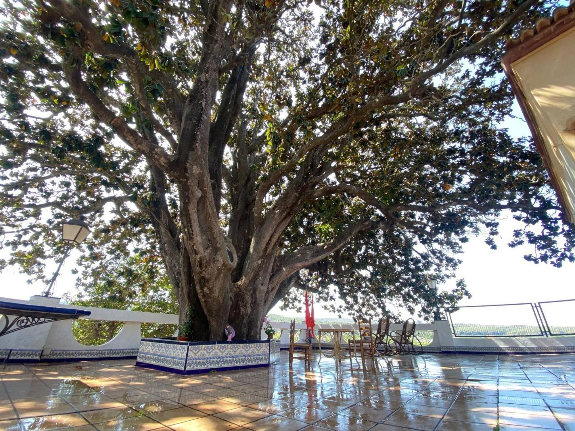 Casa Magnolia, A Rural Paradise House With Pool Alzira Ngoại thất bức ảnh